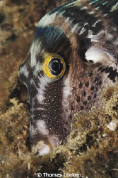 found in Lembeh; d200 by Thomas Lueken 